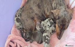 Miniature Dachshund dogs for stud: Halo Outstanding Isabella and Tan - Image 4