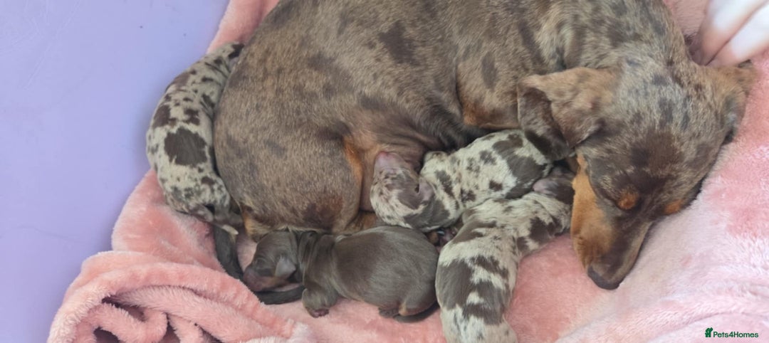 Miniature Dachshund dogs for stud: Halo Outstanding Isabella and Tan - Image 4