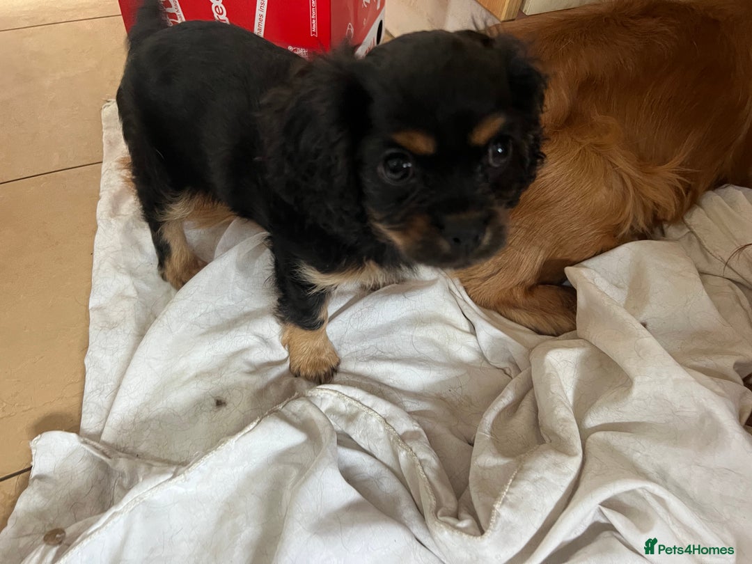 Cavapoo dogs for sale: Cavapoo x Cavalier - Image 6