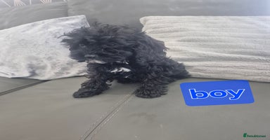 Cavapoo dogs - Advert 13