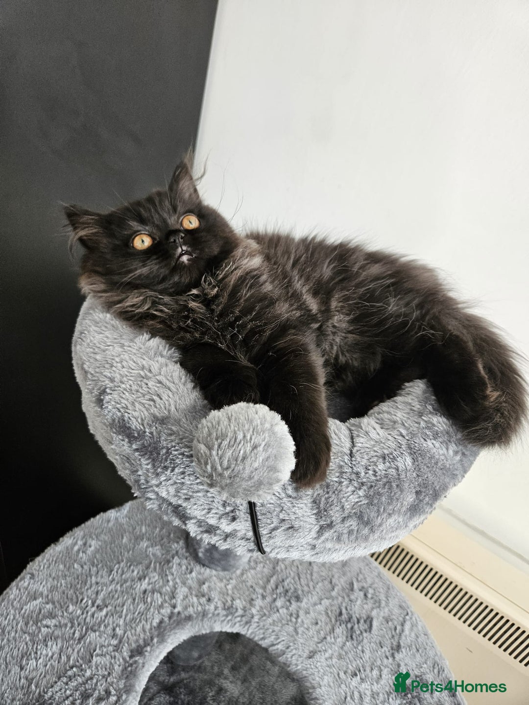 Persian cats for sale: Stunning Persian Boy - Image 20