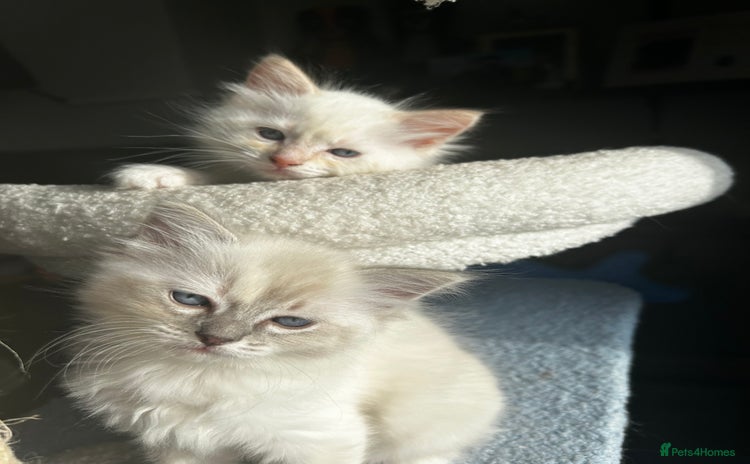 Ragdoll cats - Advert 13