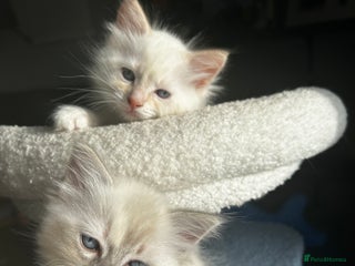 Ragdoll cats - Advert 1