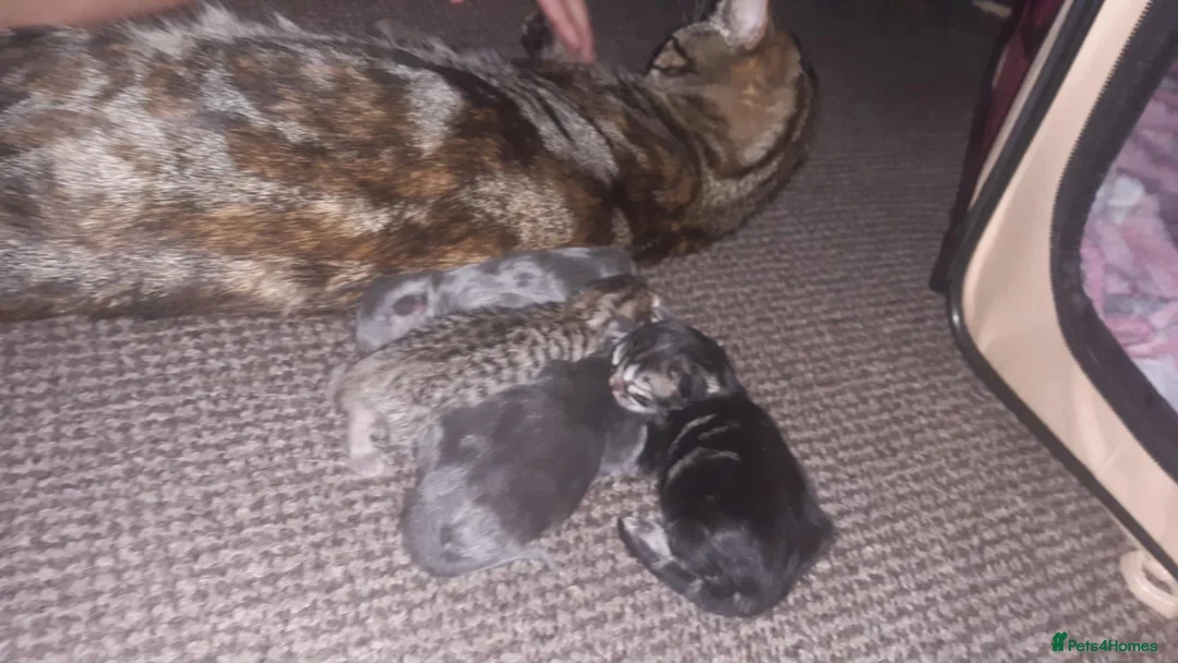 Mixed Breed cats for sale: Blackie - Advert 2