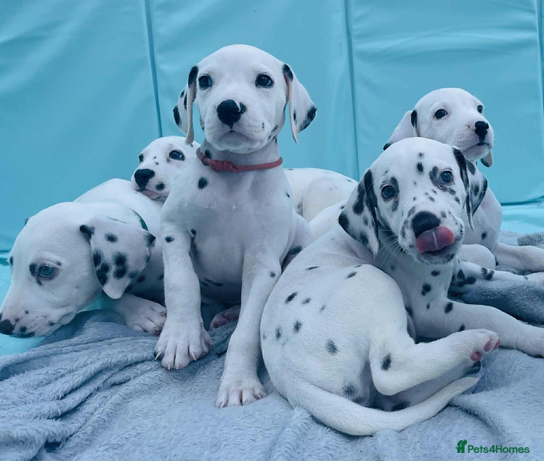 Dalmatian dogs for sale: Dalmatian puppies  - Image 22