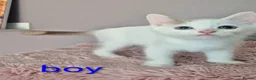 Munchkin cats for sale: Beautiful Munchkin kittens  - Advert 31