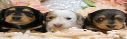 Miniature Dachshund dogs for sale: KC Longhair Miniature Dachshund Puppies - Advert 19