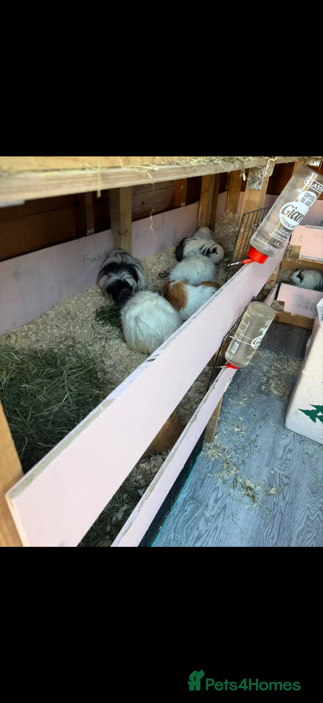 Guinea Pig rodents for sale: Baby guinea pigs. Also young sows and boys  - Advert 2