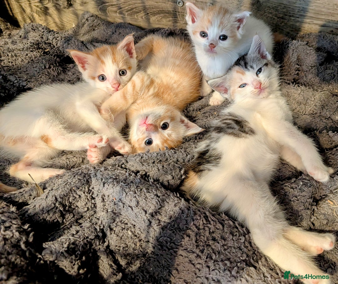 Maine Coon cats for sale: Maine coon  - Image 6