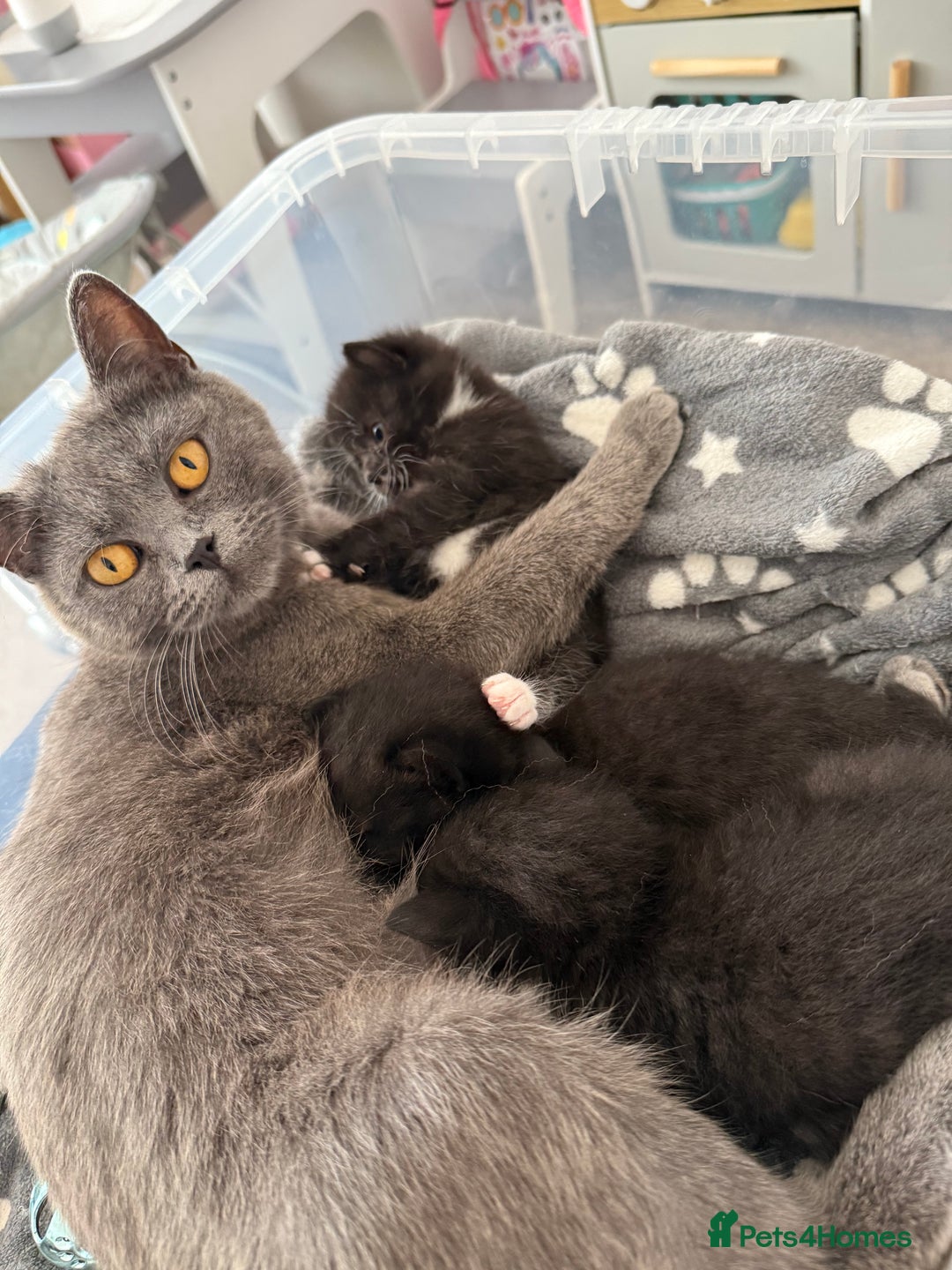 British Shorthair cats for sale: British short hair cross  - Image 9