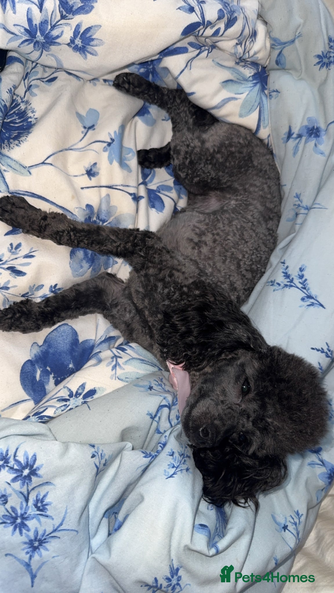 Toy Poodle dogs for sale: Tiny toy poodle - Advert 5