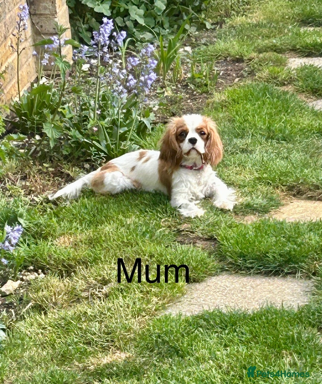 Cavapoo dogs for sale: Beautiful F1 Health Tested Red Cavapoo Puppies  - Image 14