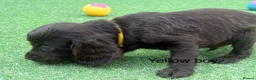 Cocker Spaniel dogs for sale: Beautiful cocker spaniel - Advert 11