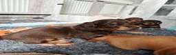 Miniature Dachshund dogs for sale: Exceptional Miniature Dachshunds Babies in Littleborough - Advert 5