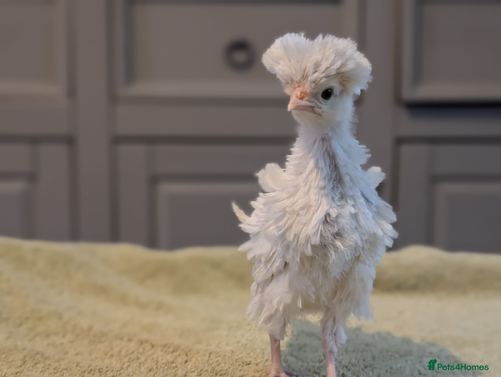 Chickens poultry Bantam polish frizzles  - Advert 1