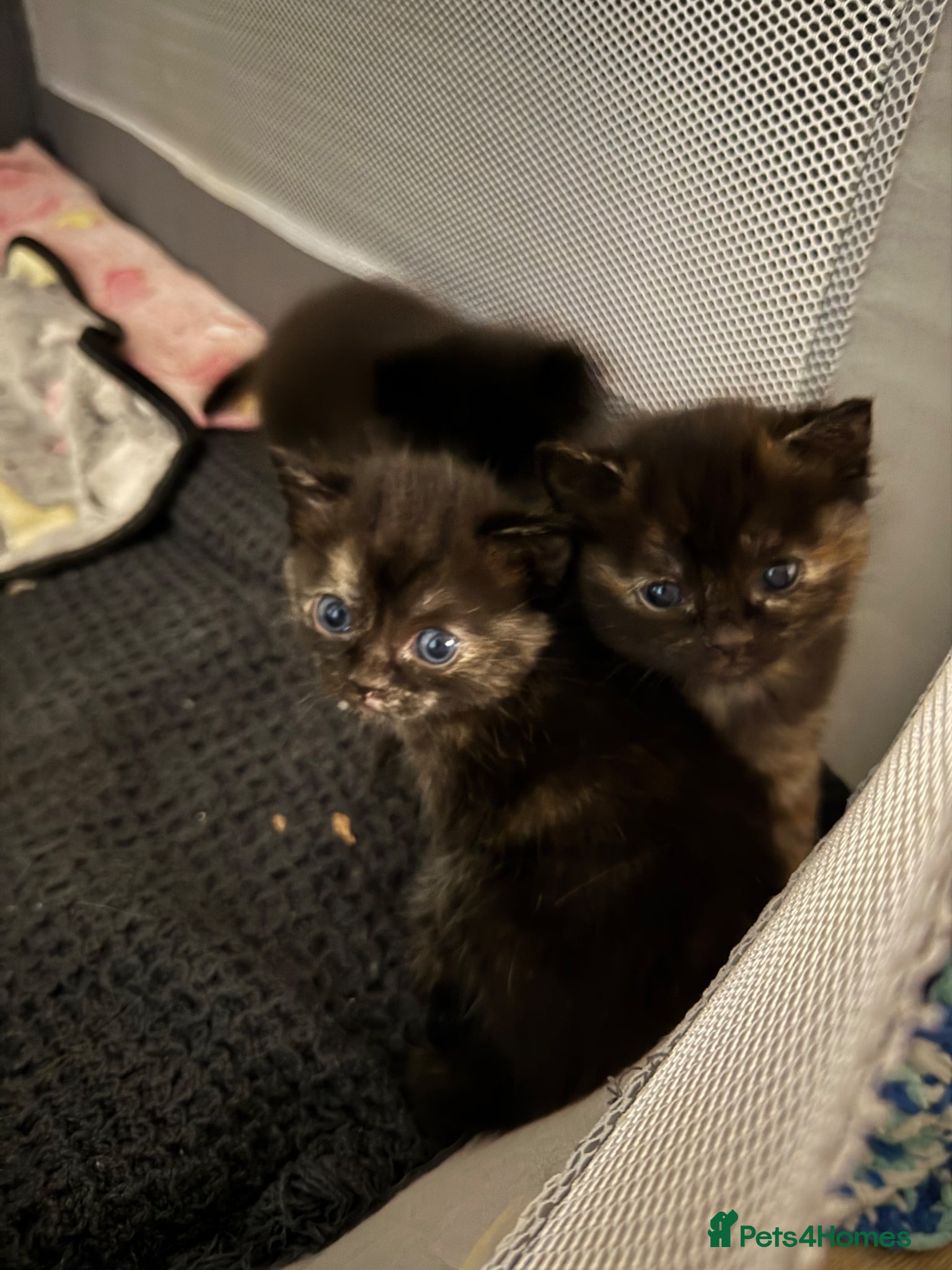 Mixed Breed cats DHS x Ragdoll  - Advert 2