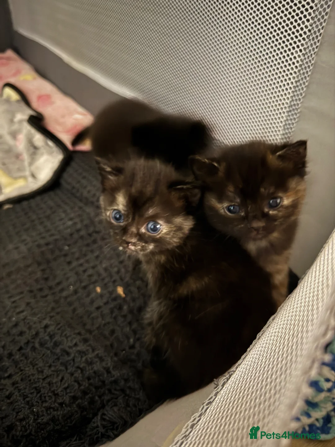 Mixed Breed cats for sale: DHS x Ragdoll  - Advert 2