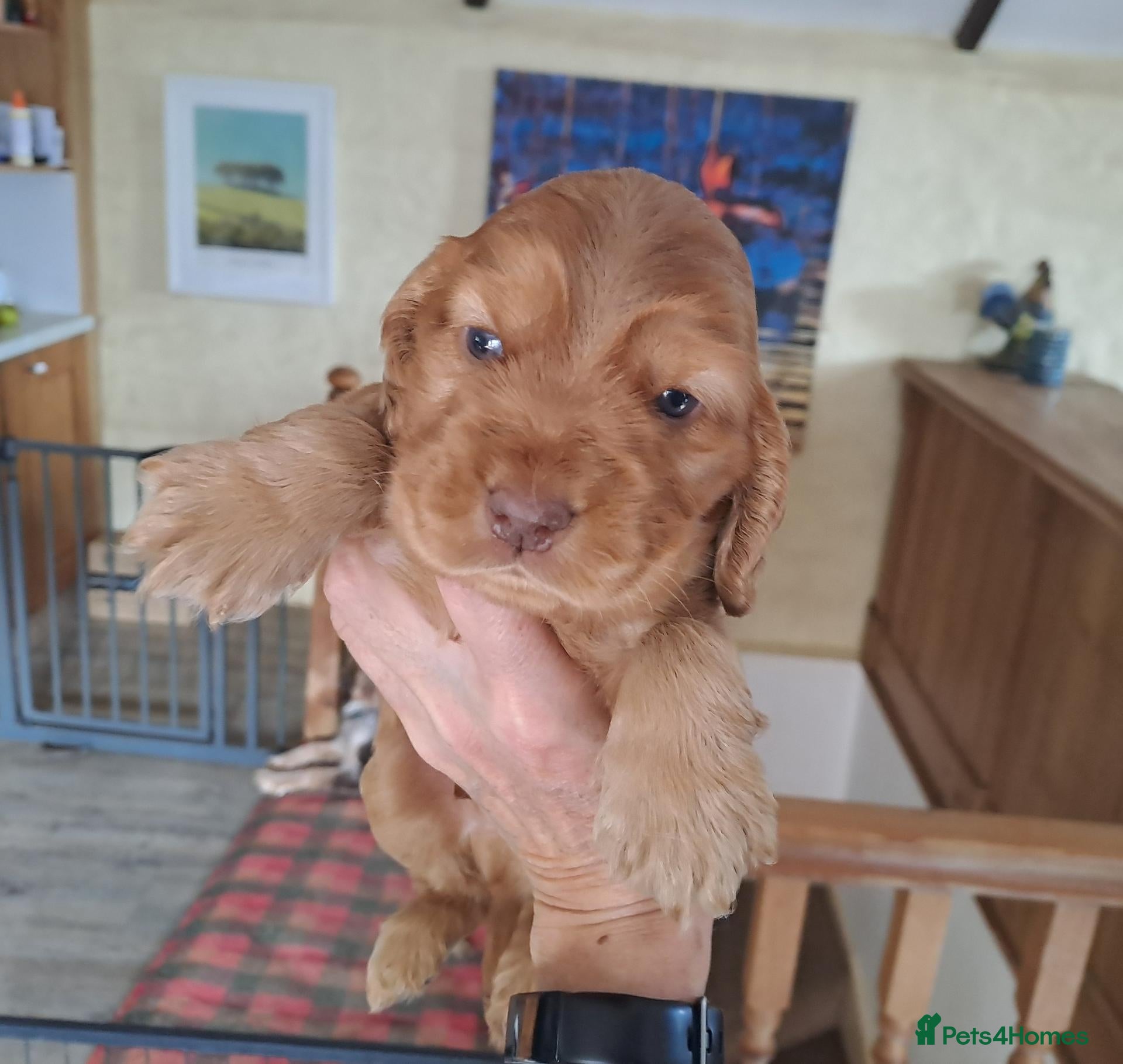Cocker Spaniel dogs for sale: Gorgeous Show Type KC Cocker Spaniel Pups - Advert 12