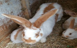 Continental Giant rabbits for sale: Giant Papillon Baby Boys  - Vaccinated - Reserve - Image 17
