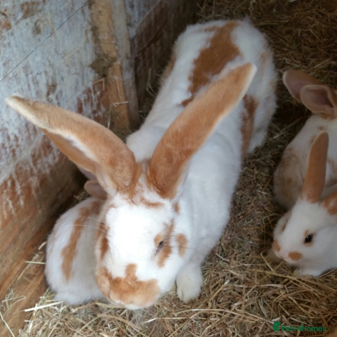 Continental Giant rabbits for sale: Giant Papillon Baby Boys  - Vaccinated - Reserve - Image 17
