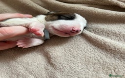 English Bull Terrier dogs for sale: English bull terriers  - Image 19