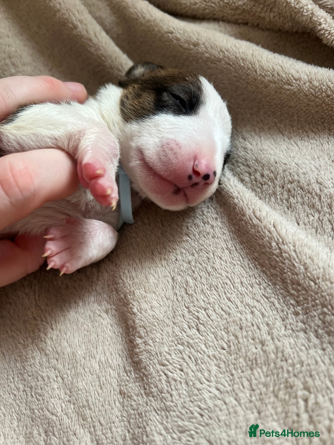 English Bull Terrier dogs for sale: English bull terriers  - Image 19