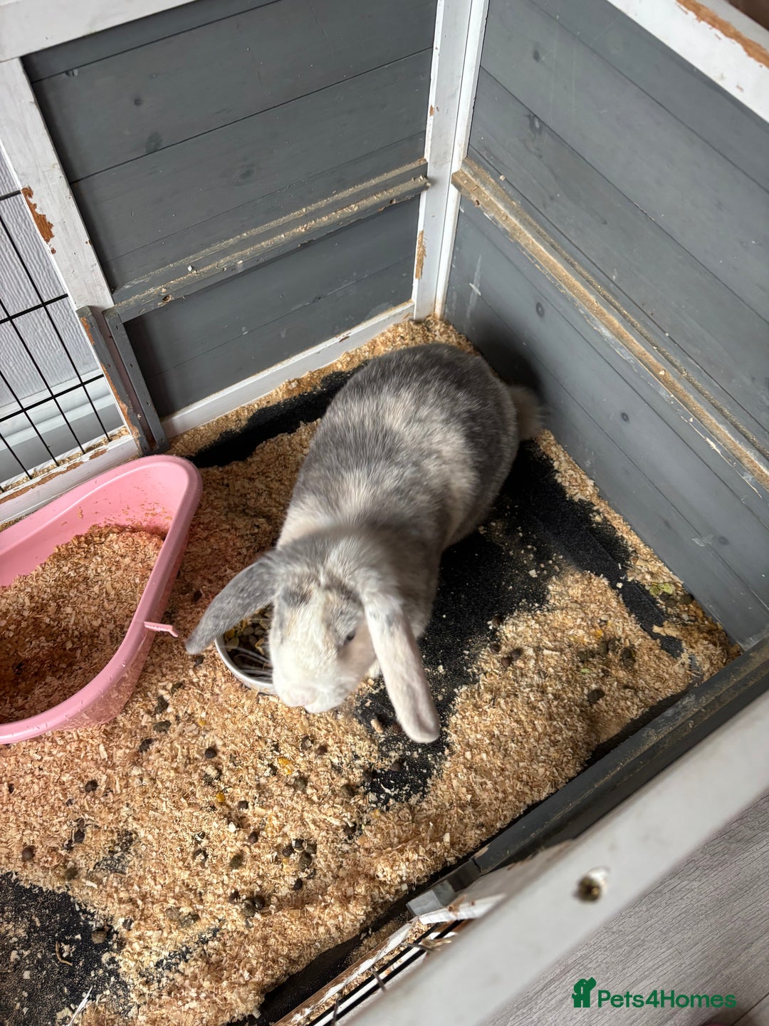 Mini Lop rabbits for sale: Rabbit for sale with cage and litter box - Image 4