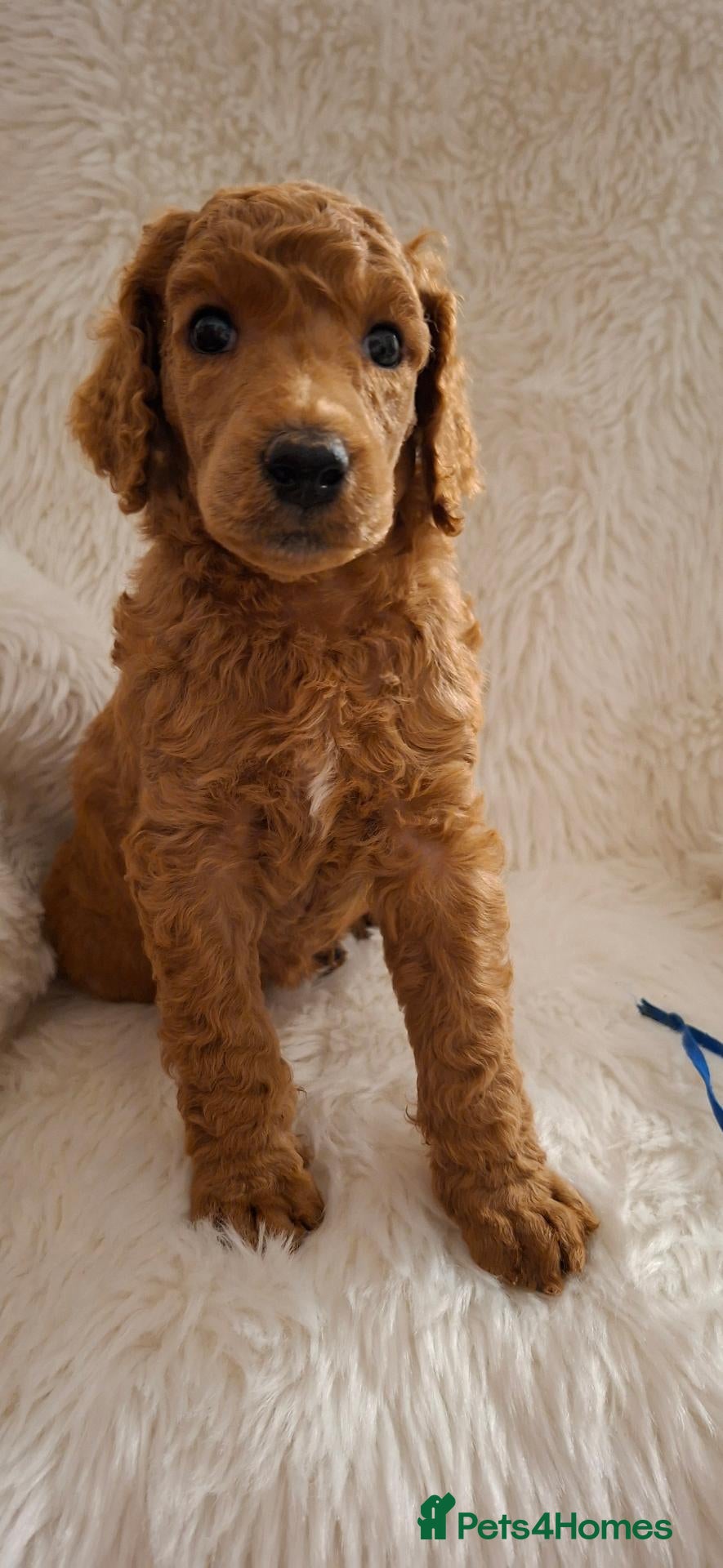 Standard Poodle dogs Fully Health Tested St Poodle Puppies  - Advert 10