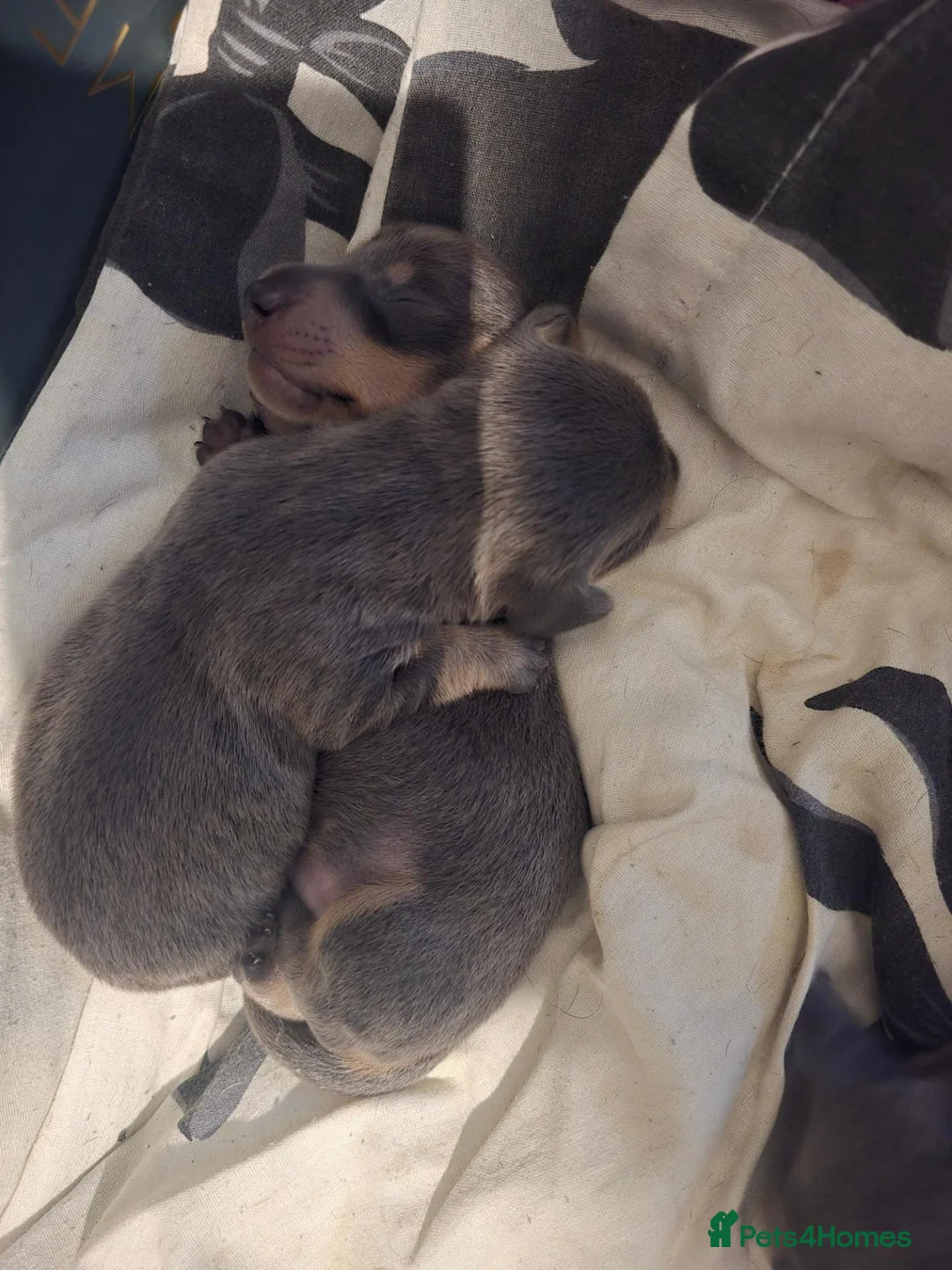 Miniature Dachshund dogs for sale: Miniature Dachshund in Penrith - Advert 2