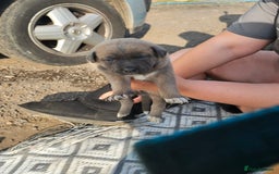 Mixed Breed dogs for sale: Belgian malinois/ border collie  - Image 17