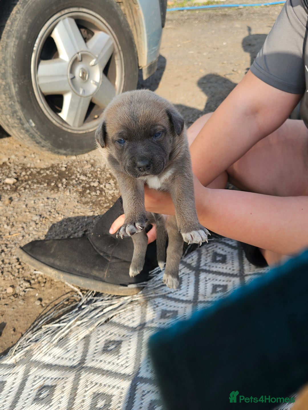 Mixed Breed dogs for sale: Belgian malinois/ border collie  - Image 17
