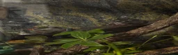 Frog reptiles for sale: 2 Whites Tree Frogs With Full Bioactive Set Up - Advert 4