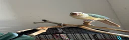 Conures birds for sale: Friendly Conure for Sale - Advert 3