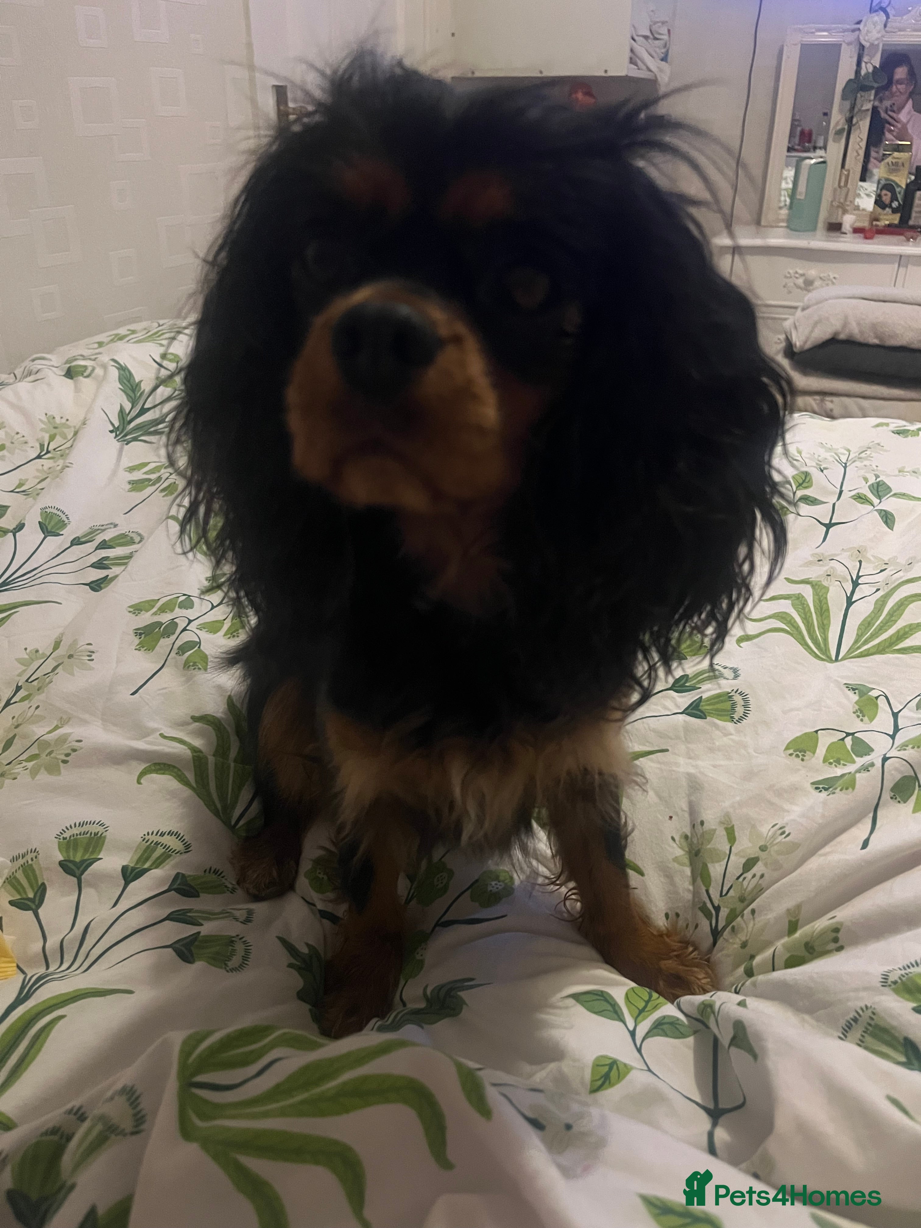 Cavalier King Charles Spaniel dogs Cavalier King Charles spaniel girl - Advert 1