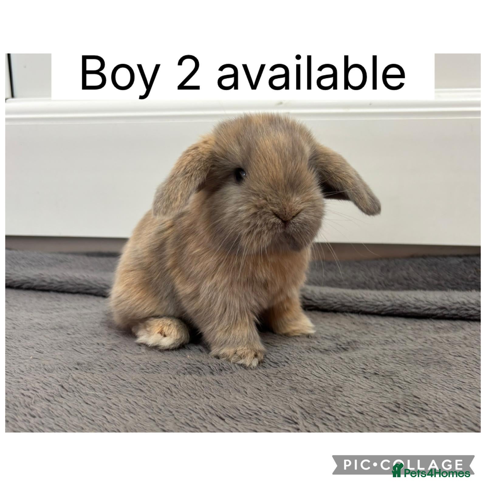 Mini Lop rabbits 2 beautiful baby mini lop ready to reserve  - Advert 1