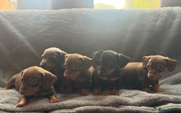 Mixed Breed dogs for sale: Outstanding family pets  - Image 3