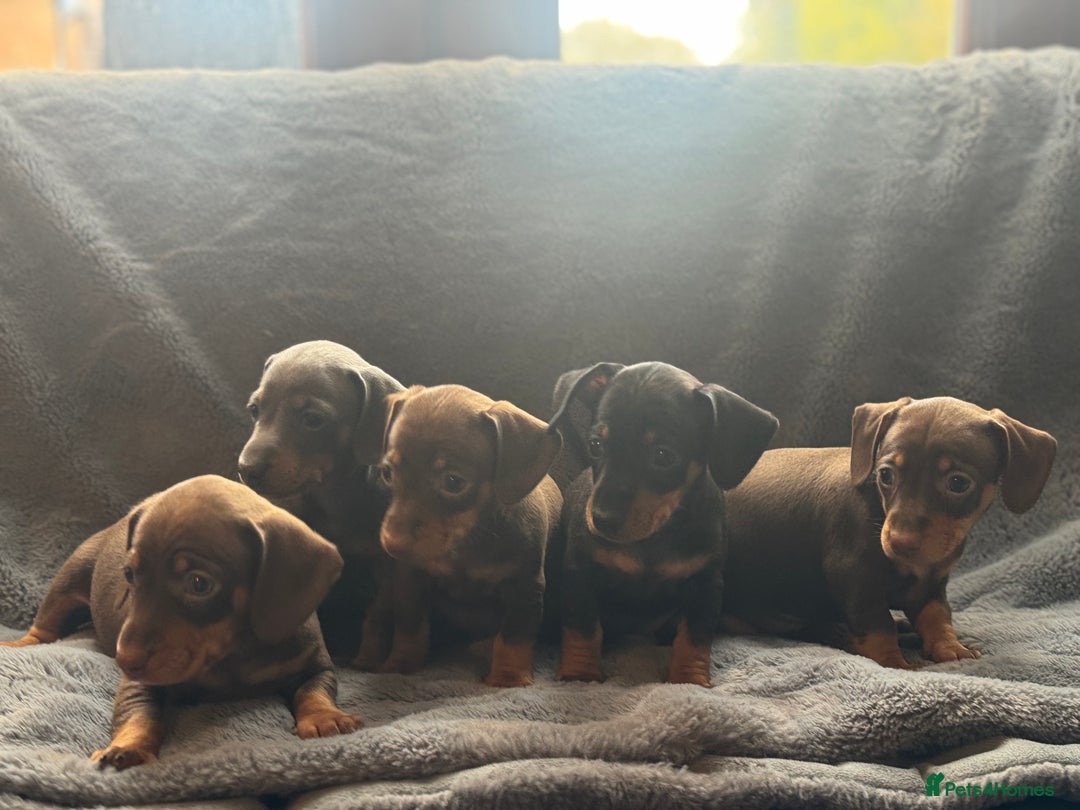 Mixed Breed dogs for sale: Outstanding family pets  - Image 3
