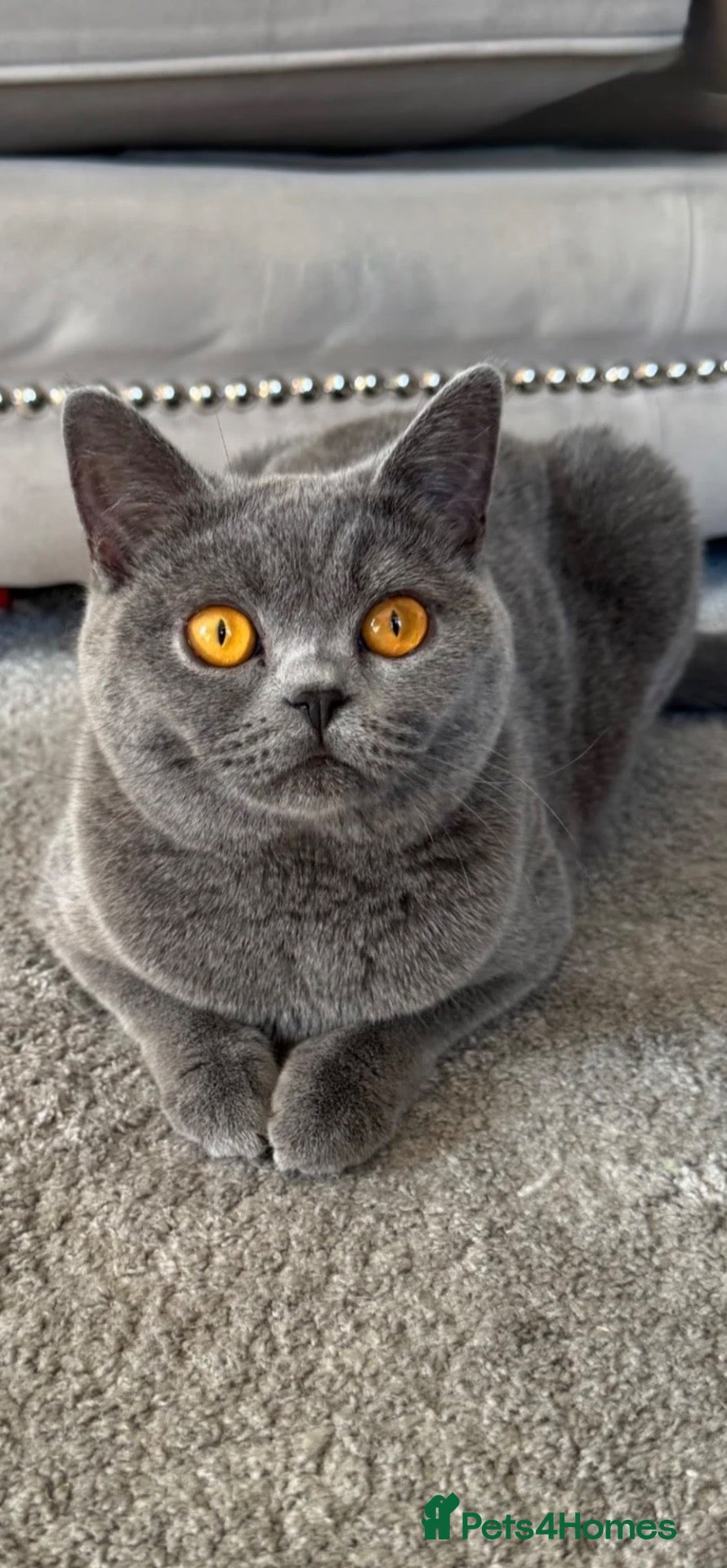 British Shorthair cats LOWER PRICE due to Hols, Golden & Blue BSH Kittens - Advert 2