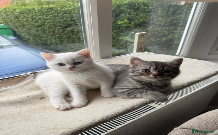 British Shorthair cats - Advert 1