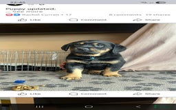 Mixed Breed dogs for sale: Luna pups - Image 11