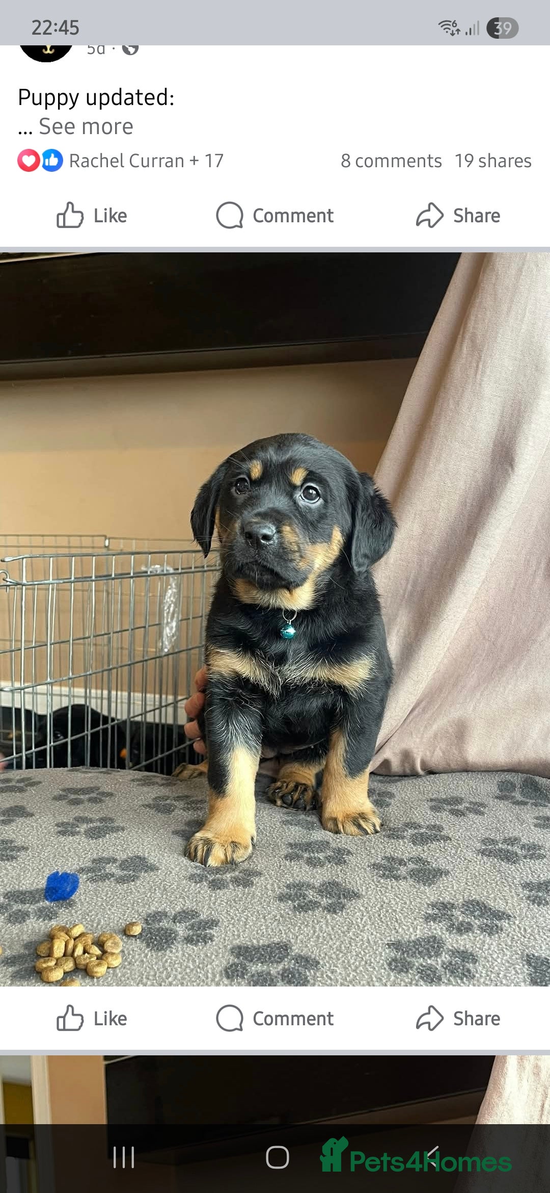 Mixed Breed dogs for sale: Luna pups - Image 11