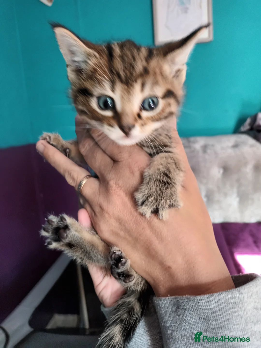 Bengal cats for sale: Russian Blue/Bengal cross kittens - Advert 8