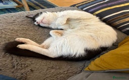 Mixed Breed cats for adoption: Pete needs a forever home!  - Image 3