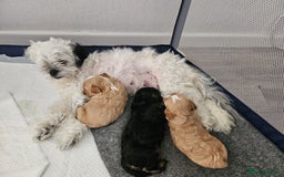 Mixed Breed dogs for sale: Malshi-poo puppies  - Image 10