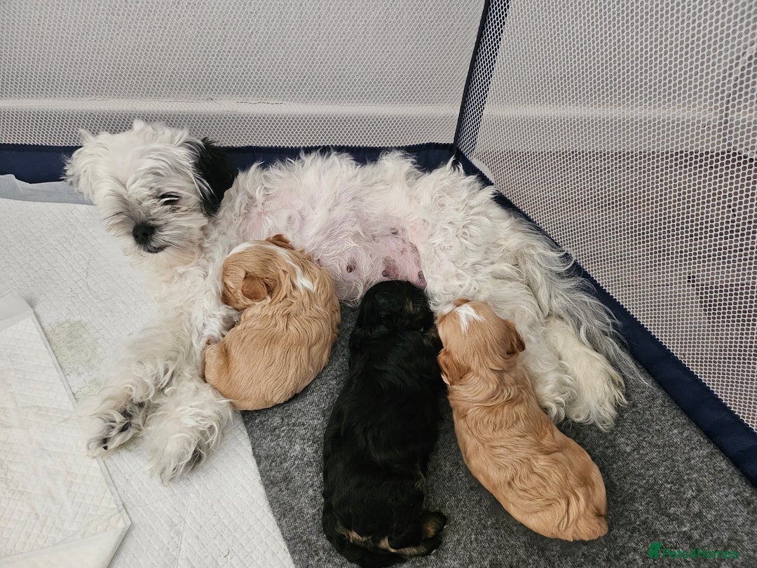 Mixed Breed dogs for sale: Malshi-poo puppies  - Image 10