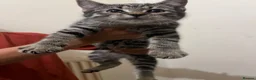 Mixed Breed cats for sale: Kittens for loving home in London - Advert 7
