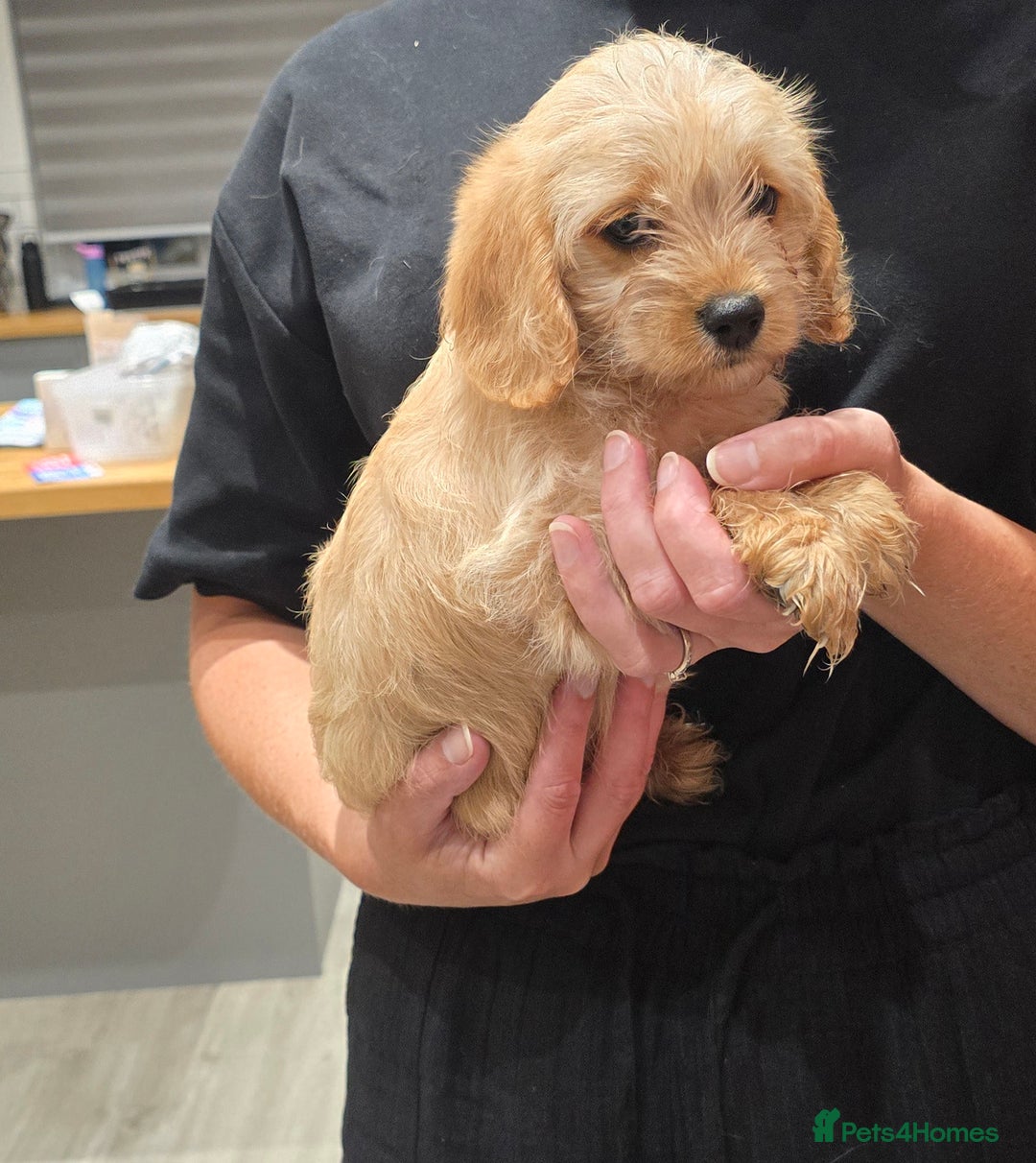 Cavapoochon dogs for sale: Light fox red Cavapoochon puppies - Image 21
