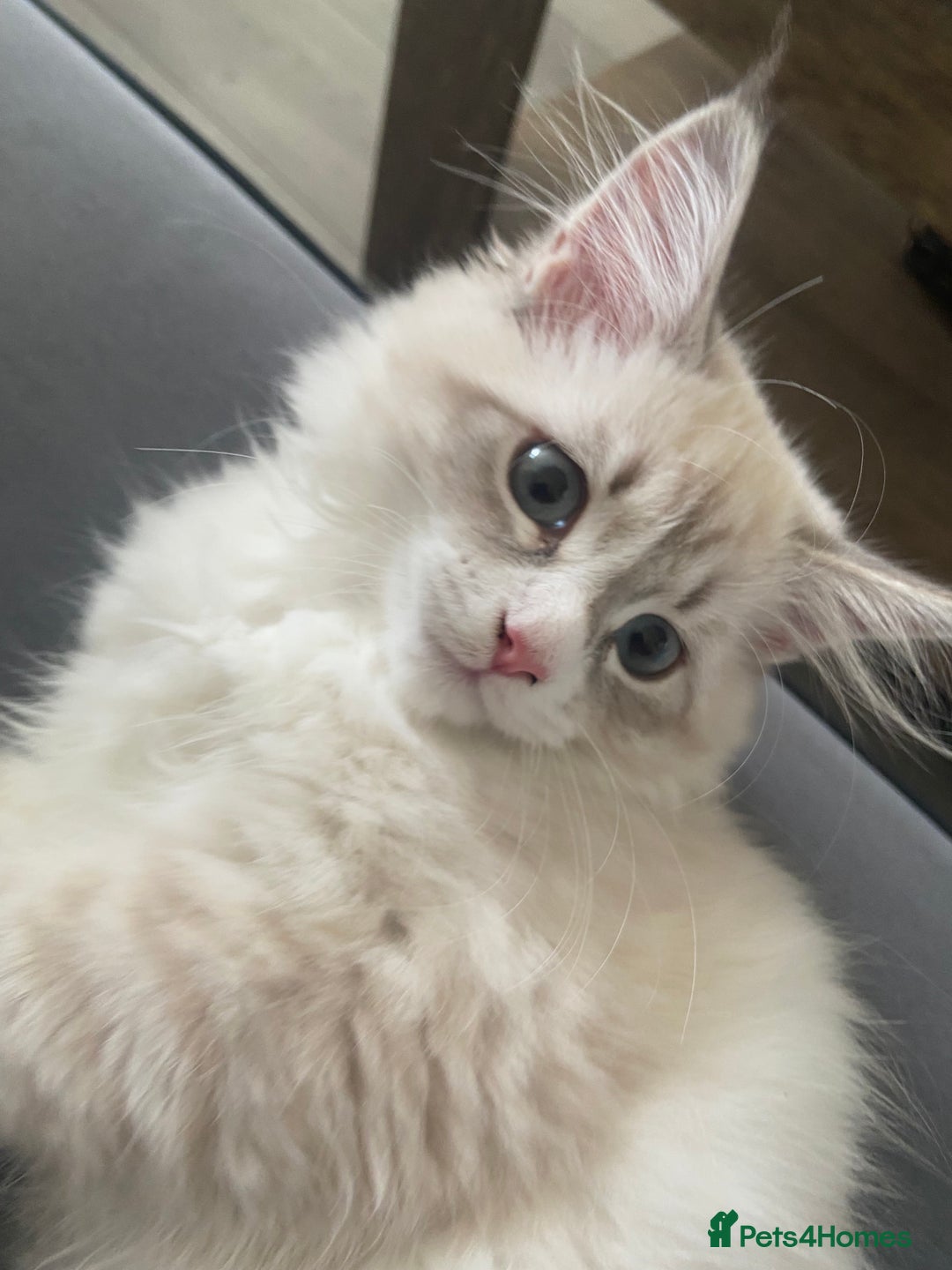 Siberian cats for sale: Siberian kittens   Neva Masquerade White - Image 13