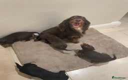 Cocker Spaniel dogs for sale: 6 gorgeous cocker spaniel puppies  - Image 19