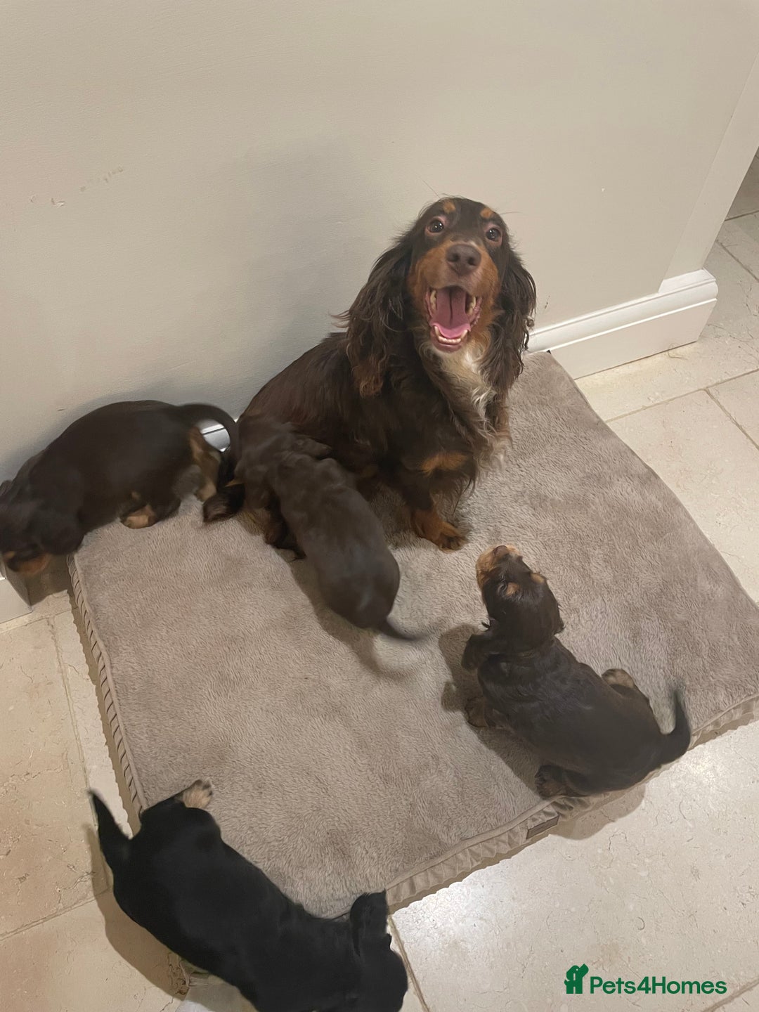 Cocker Spaniel dogs for sale: 6 gorgeous cocker spaniel puppies  - Image 19